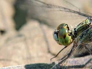 Close-Up of a Dragonfly (Odonata) Sitting on a Branch: Detail of Compound Eyes and Fine Hairs © Nyutikno