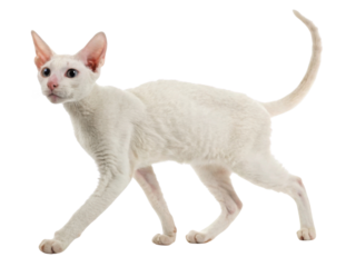 Playful Cornish Rex cat gracefully walks, showcasing its unique curly coat and elegant posture. This breed is known for its affectionate nature