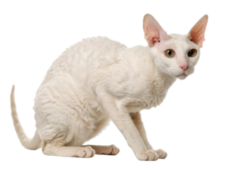 Playful Cornish Rex cat with unique curly coat and large ears sits gracefully, showcasing its elegant posture and curious expression