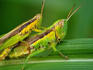 Two Green Grasshoppers (Caelifera) Interacting on a Leaf: Design and Botanical Background with an Elegant Composition