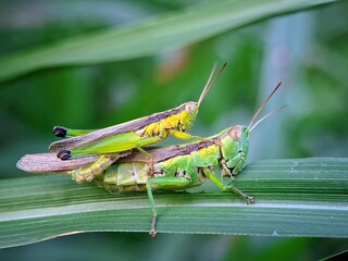 Grasshoppers (Caelifera) Paired on Plant Stalks: A Symbol of Loyalty and Survival in Nature