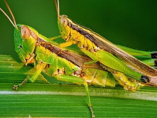 Macro of a Pair of Grasshoppers (Caelifera) Mating on a Green Leaf: Life Cycle and Reproduction in the Wild