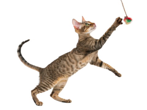 Playful cornish rex cat leaps joyfully to catch colorful toy, showcasing its agility and lively spirit in vibrant display