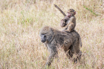 A male adult Baboon, walking through the grass in the Serengeti, Africa, with a baby riding on it's back