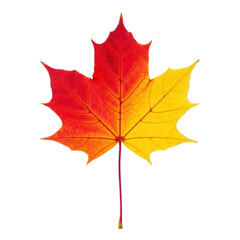 Obraz premium Close-up of vibrant maple leaf, crimson, orange, golden yellow autumn colors, intricate venation, on transparent studio background with copy space, soft light. Concept of autumn's natural beauty