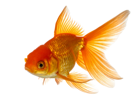 Top-Down View of Goldfish in Water Ripple Effect, isolated