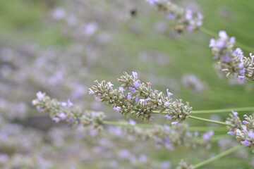 A selective focus shot of a beautiful lavender stem in bloom, with the rest of the purple field creating a soft, blurry background