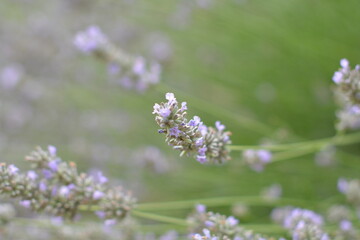 A delicate macro photograph with a very shallow depth of field, focusing on a few tiny blossoms of a purple lavender flower