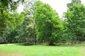 A wide, lush green lawn in a beautiful park, bordered by a rustic wooden fence and a variety of large, healthy trees
