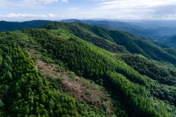 Fototapeta premium Reforestation thrives on lush green hills in the mountains