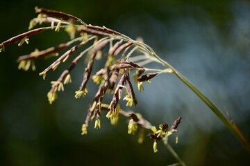 Sasa borealis, called Jorindae in Korea, is a small evergreen bamboo shrub growing 1&ndash;2 meters tall. It forms dense colonies on slopes and is used for ground cover and landscaping.
