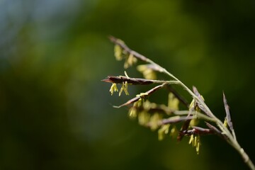 Sasa borealis, called Jorindae in Korea, is a small evergreen bamboo shrub growing 1–2 meters tall. It forms dense colonies on slopes and is used for ground cover and landscaping.