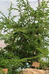A beautiful ornamental tree with delicate, fern-like pinnate leaves grows in a display at a botanical garden greenhouse