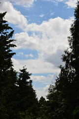 A bright blue sky filled with white clouds is seen through a natural window created by the silhouettes of tall forest trees