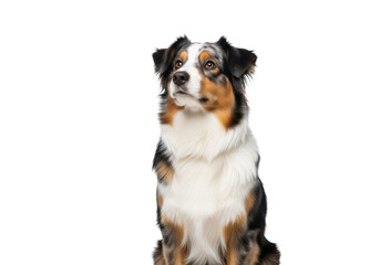 Fototapeta premium Attentive adult tri-color Australian Shepherd dog sitting on a pure transparent studio background with copy space, head tilted, intelligent gaze upwards, concept for pet product advertising