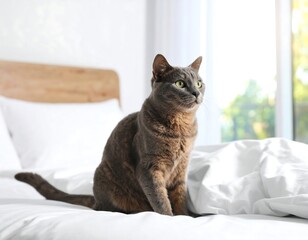 Gray cat sits on white bed