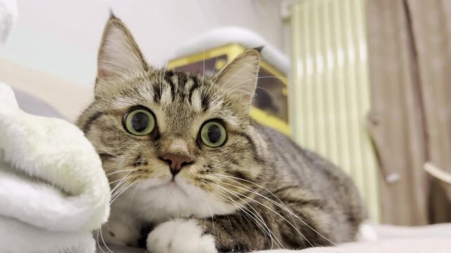 Close-up video of a curious domestic cat with wide green eyes indoors