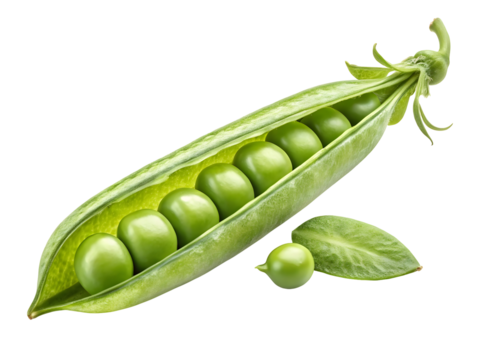 Vibrant Green Pea Pod Open Revealing Fresh Peas Inside with Detached Pea and Leaf  , png file 