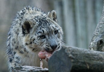 snow leopard