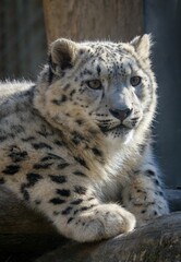 snow leopard