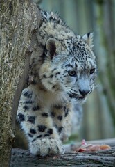 snow leopard portrait