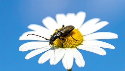 Close-up of a beetle on a daisy