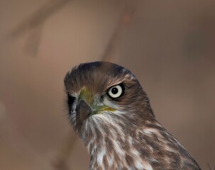 Gabar goshawk on a tree in the savannah of the Samburu national park in Kenya