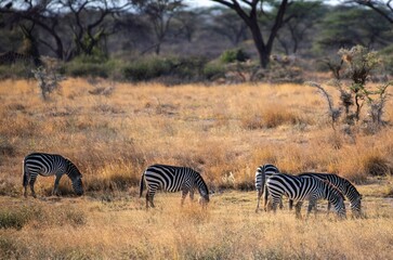 herd of Grevy's Zebra grassing in the Savannah at the Samburu national park in Kenya