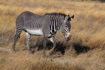 Grevy's Zebra walking in the Savannah at the Samburu national park in Kenya