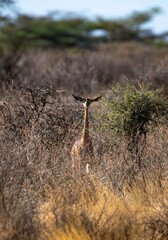 Giraffe gazelle standing in the bushes of the Samburu National park in Kenya