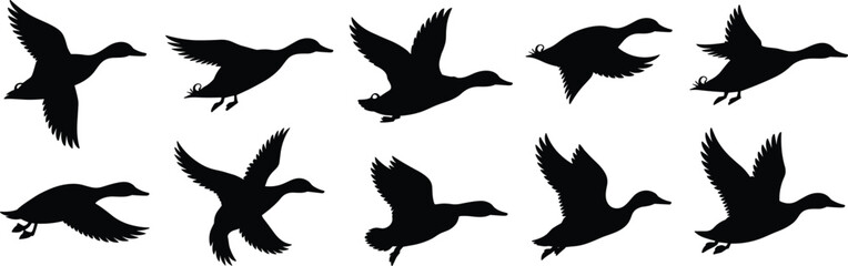 Obraz premium Flying duck silhouette vector collection, wild bird icons, black duck shapes, waterfowl in flight, hunting bird graphics, minimal design
