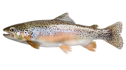 A rainbow trout fish swimming, isolated on transparent background