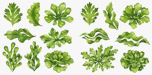 A beautiful watercolor set of various green seaweed and marine algae, showcasing different underwater plant forms.