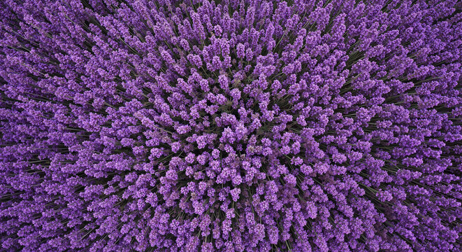 Top view of lavender field in vibrant purple color  