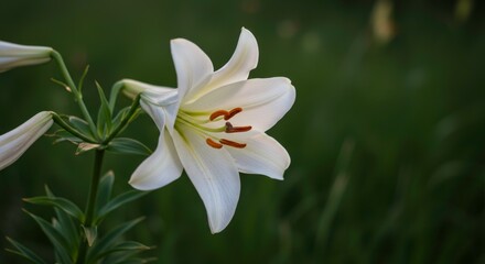Fototapeta premium Elegant close up of a white lily flower with soft lighting and dark green background adding to the