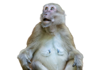 A funny portrait of a wild macaque mother and her baby sitting in the jungle with love