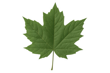 Green maple leaf showing veins on transparent background