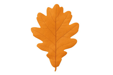Fototapeta premium Orange oak leaf showing autumn colors on transparent background