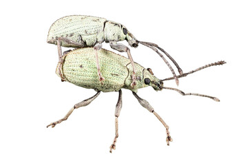 Macro of a brown pest beetle on a white background with a large antenna