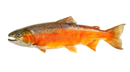 Rainbow trout isolated on transparent background