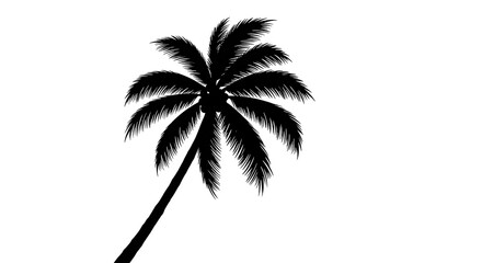 Black Silhouette of a Coconut Palm Tree on White Background