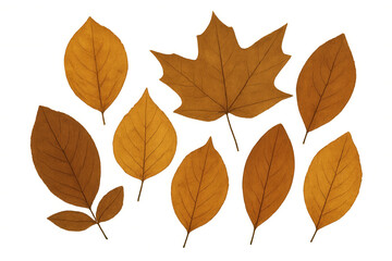 Naklejka premium Eight beautiful, dried autumnal leaves of various shapes and sizes on a transparent background, perfect for fall-themed designs