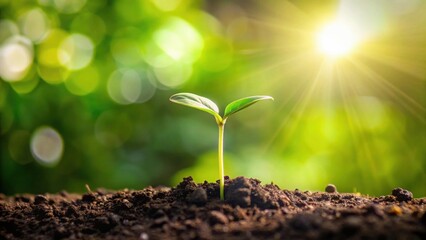 A Tiny Sprout Reaching for Sunlight, a Symbol of New Growth and the Promise of a Brighter Future
