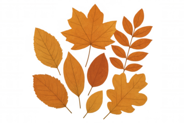 Autumn leaves falling in vibrant orange, yellow, red tones, scattered across transparent backdrop highlighting seasonal color palette