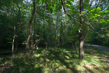 Obraz premium Lush Forest Scene with Sunlight Filtering Through Trees