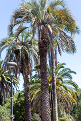 A pleasant walk through the Rodó Park of Montevideo in Uruguay.	