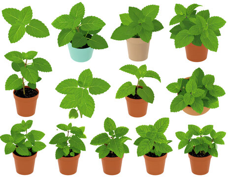  Firefly_ Pudina pata - Mint  