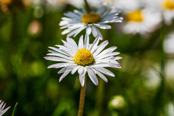 Nature scene with blooming bellis perennis, commonly known as the white daisy © Vlad Ispas