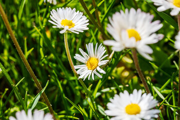 Nature scene with blooming bellis perennis, commonly known as the white daisy © Vlad Ispas