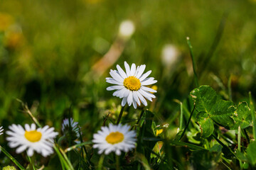 Nature scene with blooming bellis perennis, commonly known as the white daisy © Vlad Ispas